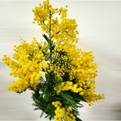Bouquet de mimosa de 200g